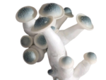 Iceberg Mushrooms Spores