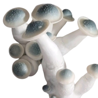 Iceberg Mushrooms Spores