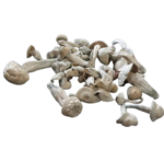 Albino Louisiana Dried Mushrooms