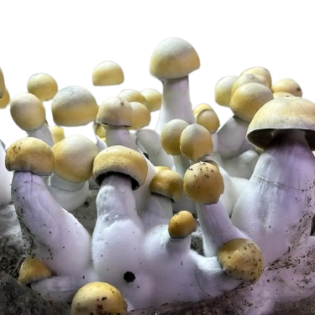 Buy Bluey Vuitton Mushroom Spores