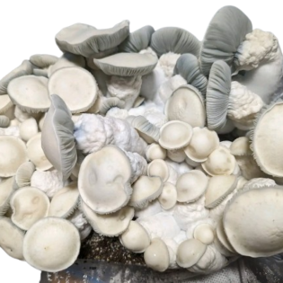 Penis Envy Mushroom Spores