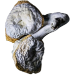 Combo Deal - Gummy Pack and Oz