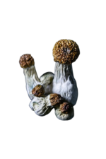 Classic Penis Envy Dried Mushrooms