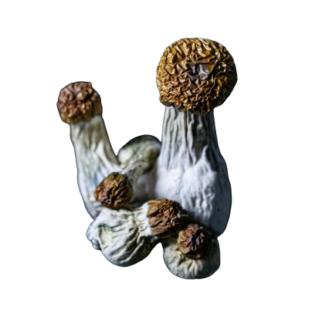 Classic Penis Envy Dried Mushrooms