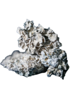 Buy Enigma Dried Magic Mushroom