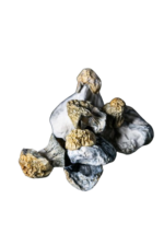 Fat Ghost Functional Dried Mushrooms