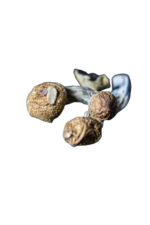 Buy Golden Teacher Died Mushrooms