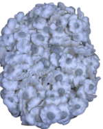 Jack Frost Mushroom Spores