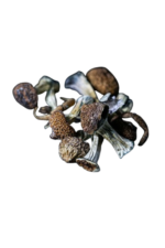Jedi Mind Fuck Dried Mushrooms