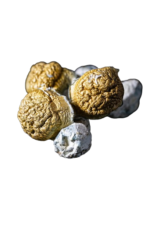 Godzilla PE Mushrooms 8