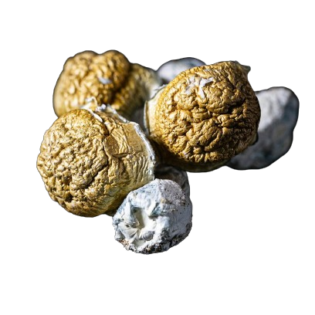 Godzilla PE Mushrooms 8