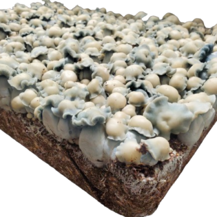 Buy Ghost Mushroom Spores