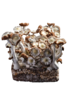 Jedy Mind Fucker Mushroom Spores