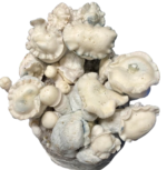 Storm Stropper Mushroom Spores