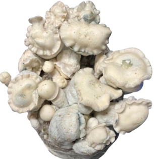 Storm Stropper Mushroom Spores