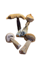 Dried Bluey Vuitton Magic Mushroom