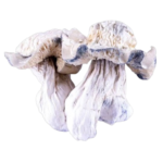 Buy Yeti Dried Magic Mushroom