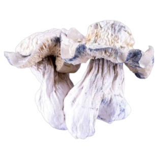 Buy Yeti Dried Magic Mushroom