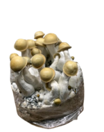 Makila Gorilla Mushroom Spores