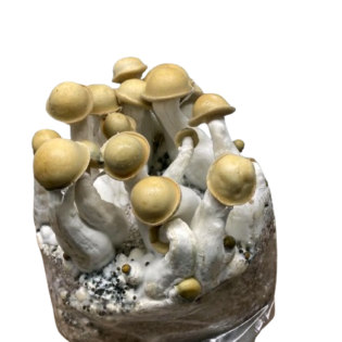 Makila Gorilla Mushroom Spores