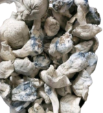 Cambodia Dried Magic Mushroom