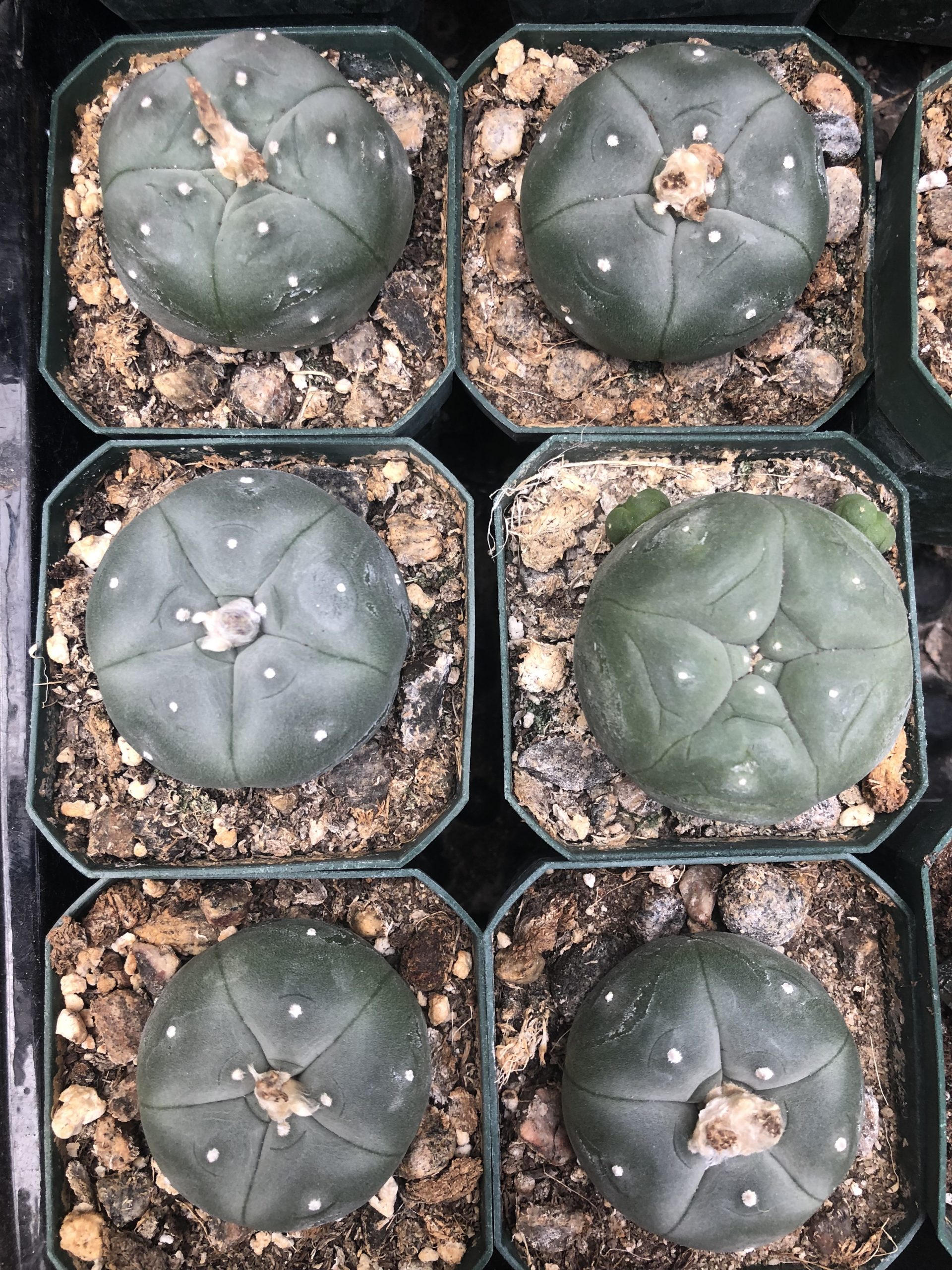 Lophophora Williamsii cactus for sale - Image 3