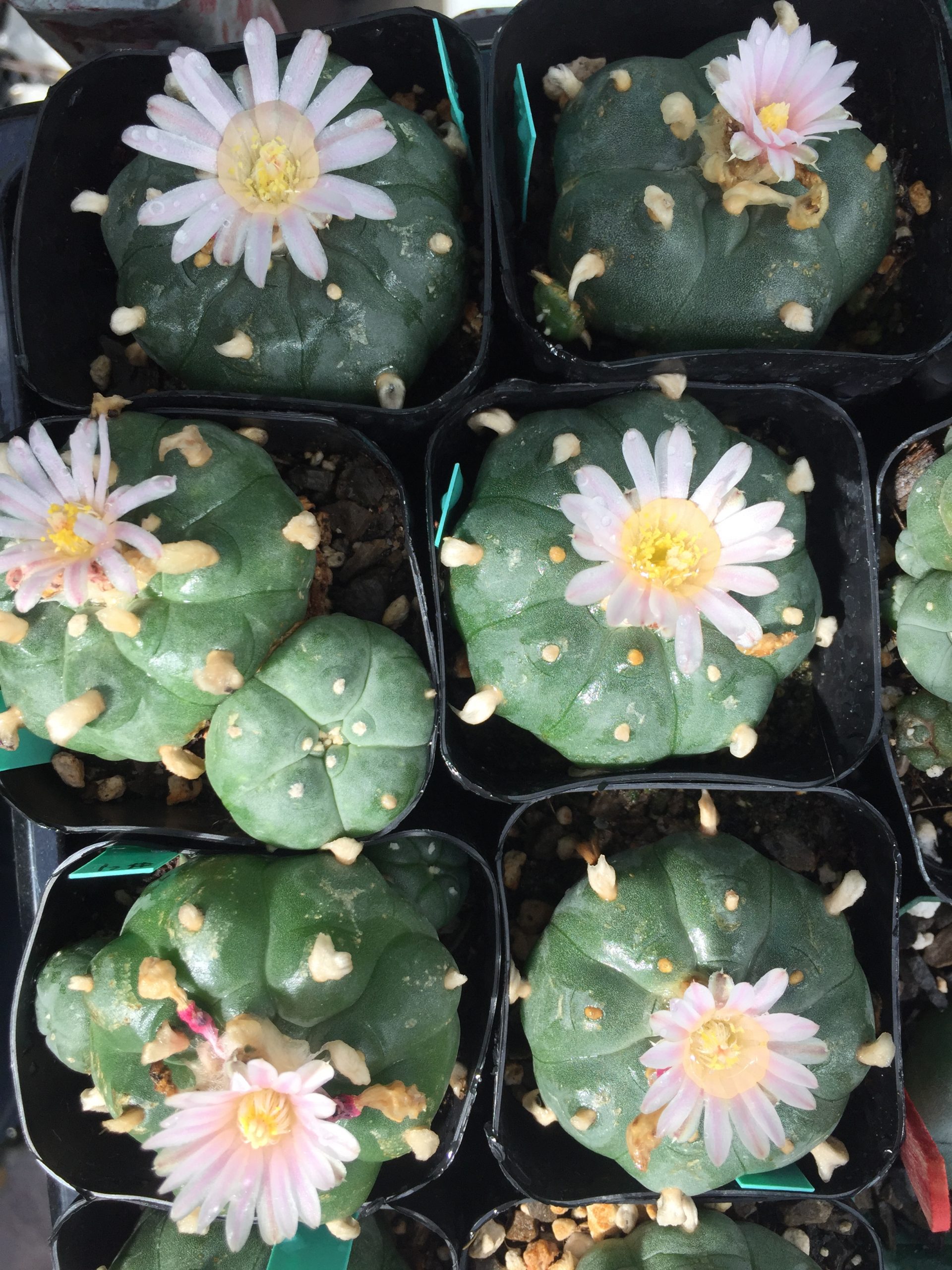 Lophophora Williamsii cactus for sale