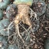 Lophophora Williamsii cactus for sale - Image 2
